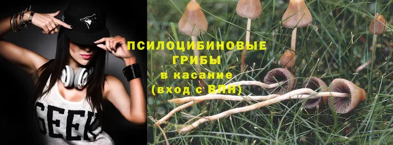 мега рабочий сайт  Белёв  Галлюциногенные грибы Psilocybe 